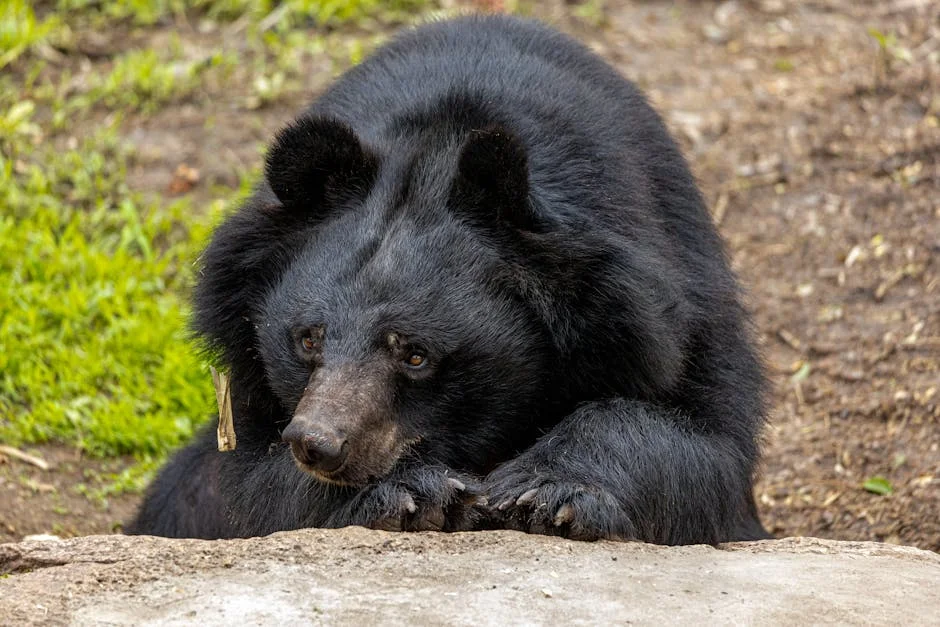 Black Bear