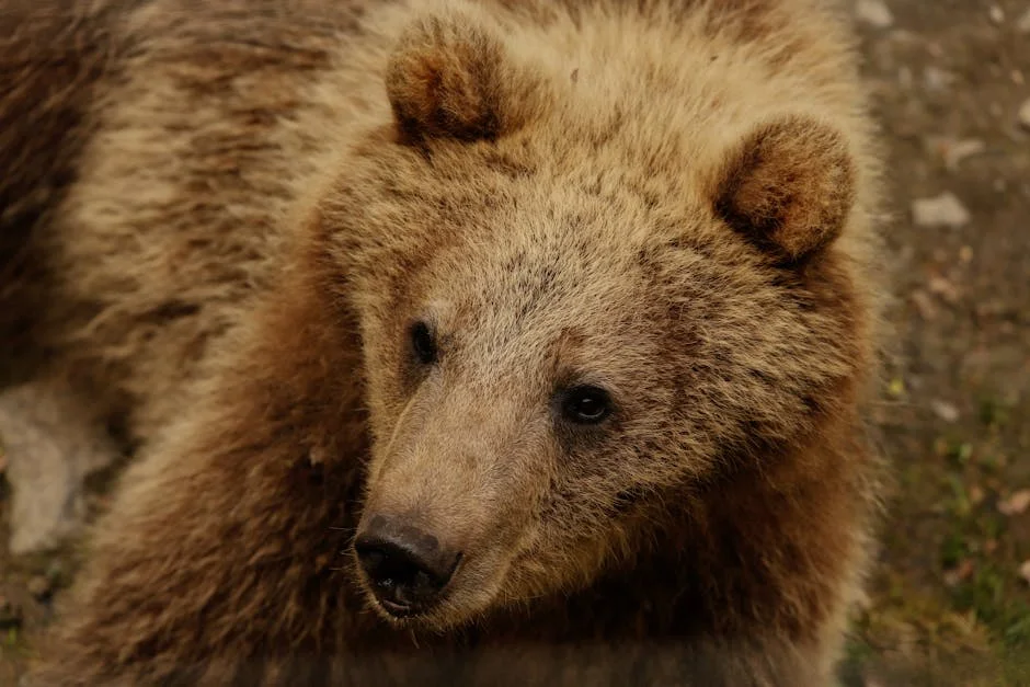 Brown Bear