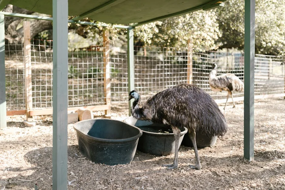 Emu