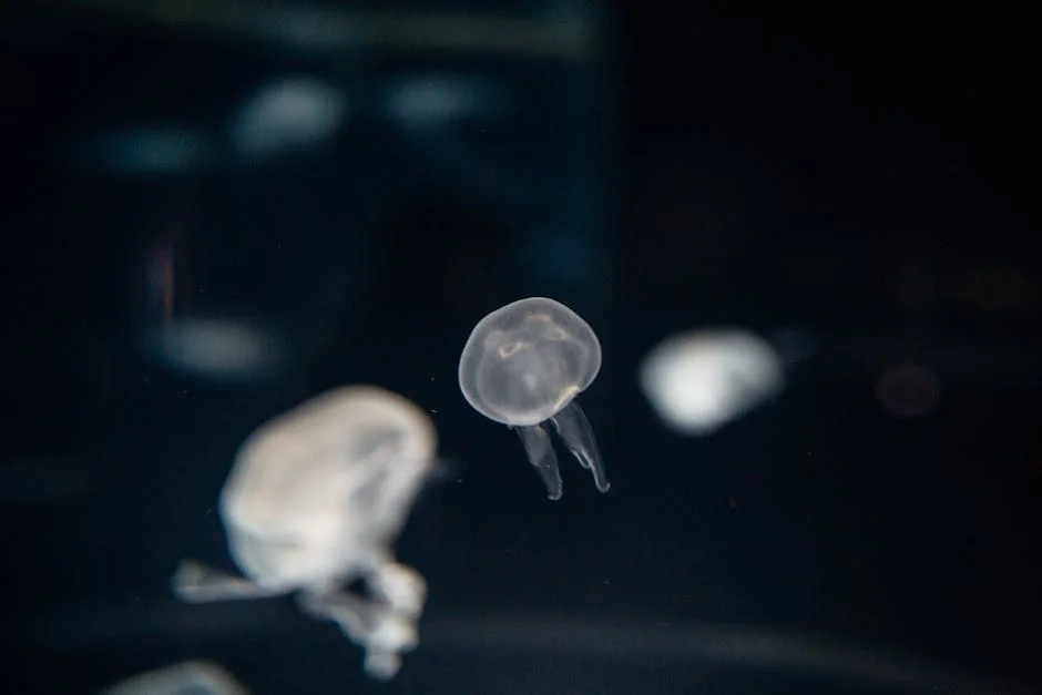 Jellyfish