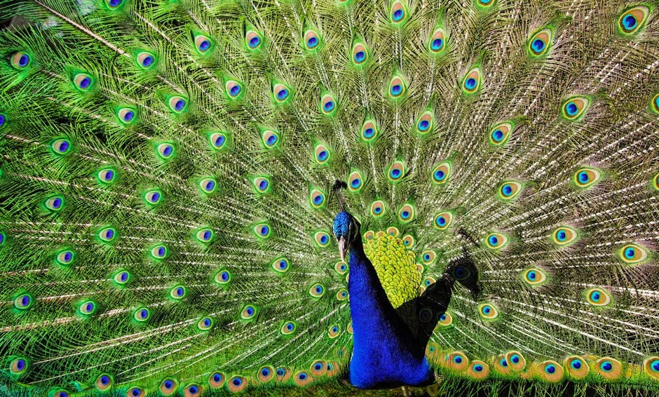 Peacock