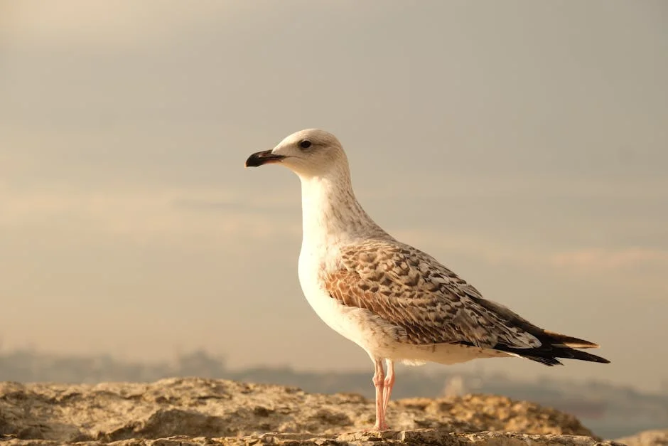 Seagull