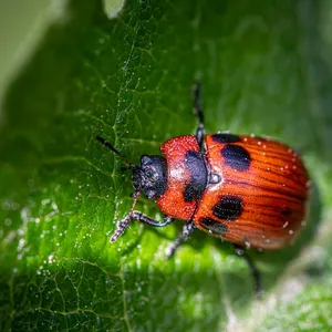 Beetle