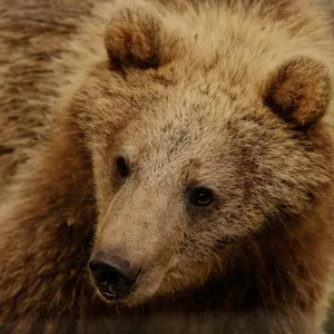 Brown Bear