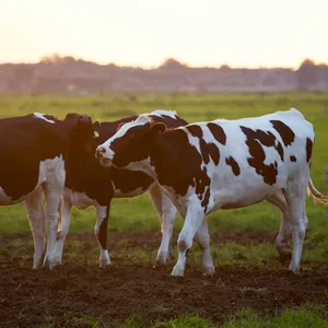 Dairy Cow
