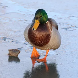 Duck