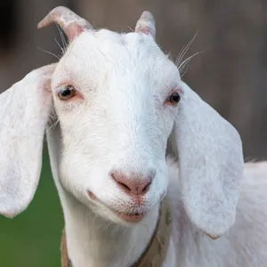 Goat