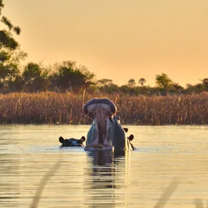 Hippopotamus
