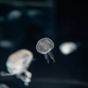 Jellyfish