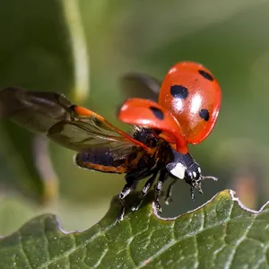 Ladybug