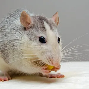 Rat