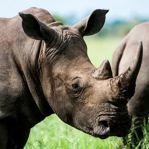 Rhinoceros