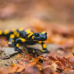 Salamander