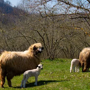 Sheep