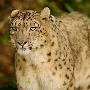 Snow Leopard