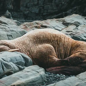 Walrus