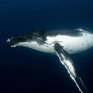 Whale